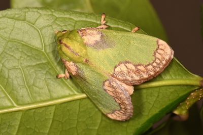 迹斑綠刺蛾 Parasa pastoralis 雌蟲