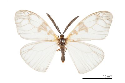 三斑薄翅斑蛾 Agalope trimacula 雌蟲