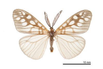 王氏薄翅斑蛾 Agalope wangi 雄蟲
