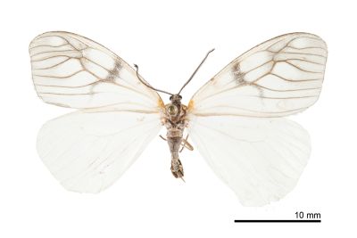 蓬萊薄翅斑蛾 Agalope formosana 雌蟲