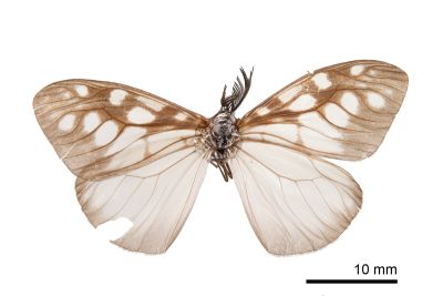 花蓮薄翅斑蛾 Agalope pica 雄蟲