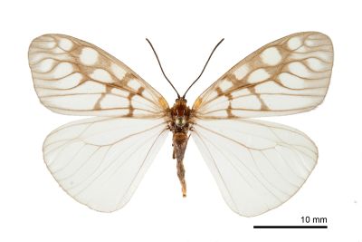 花蓮薄翅斑蛾 Agalope pica 雌蟲