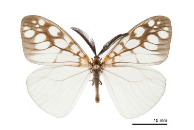 花蓮薄翅斑蛾 Agalope pica 雄蟲