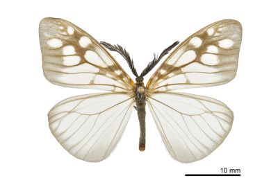 花蓮薄翅斑蛾 Agalope pica 雄蟲