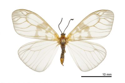 三斑薄翅斑蛾 Agalope trimacula 雌蟲