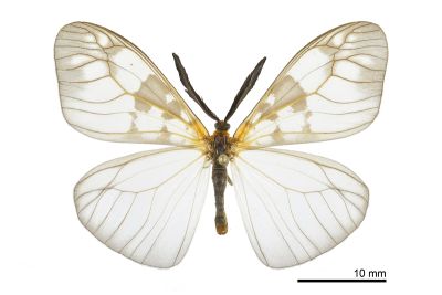 三斑薄翅斑蛾 Agalope trimacula 雄蟲