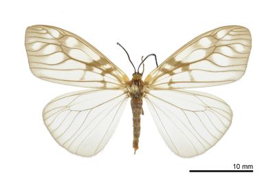 王氏薄翅斑蛾 Agalope wangi 雌蟲
