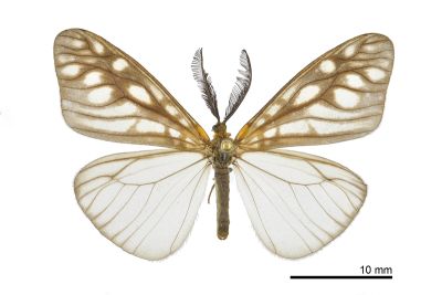 王氏薄翅斑蛾 Agalope wangi 雄蟲