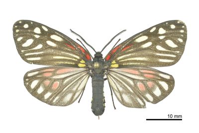 臺灣旭錦斑蛾 Campylotes maculosa 雌蟲