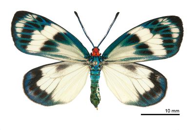 光輝螢斑蛾 Chalcosia diana 雌蟲