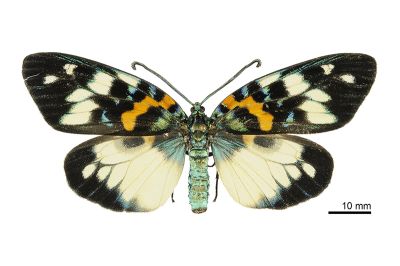 上海螢斑蛾（暫稱中文名） Erasmia sangaica 雌蟲