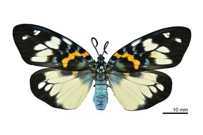 上海螢斑蛾（暫稱中文名） Erasmia sangaica 雌蟲