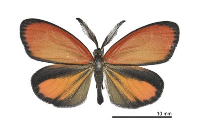 柴谷氏蓬萊斑蛾 Formozygaena shibatai 雄蟲