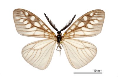 王氏薄翅斑蛾 Agalope wangi 雄蟲