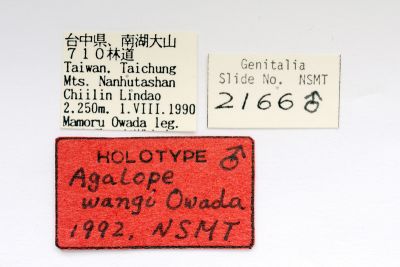 王氏薄翅斑蛾 Agalope wangi