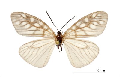 王氏薄翅斑蛾 Agalope wangi 雌蟲