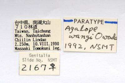 王氏薄翅斑蛾 Agalope wangi