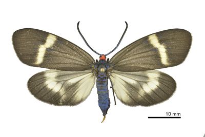 東亞新螢斑蛾 Neochalcosia remota 雌蟲