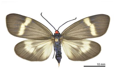 東亞新螢斑蛾 Neochalcosia remota 雌蟲