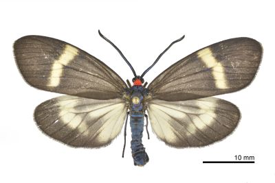東亞新螢斑蛾 Neochalcosia remota 雄蟲
