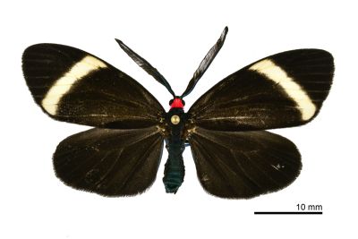 玉帶斑蛾 Pidorus atratus 雄蟲