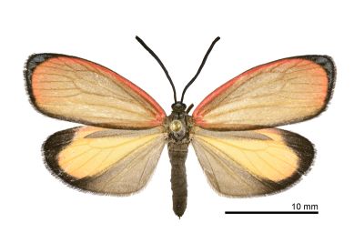 細緣杜鵑斑蛾 Rhodopsona marginata 雄蟲