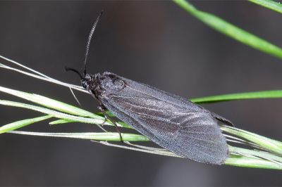 馬汀氏竹斑蛾 Fuscartona martini 雌蟲