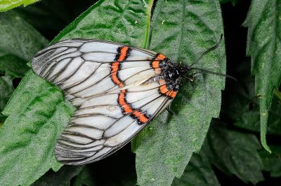 紅帶鉗尾斑蛾 Achelura sanguifasciata 雌蟲
