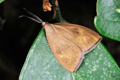 黃紋紅頸斑蛾 Arbudas submacula 雄蟲