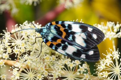山龍眼螢斑蛾 Erasmia pulchella hobsoni