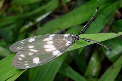 蓬萊茶斑蛾 Eterusia aedea formosana 雄蟲