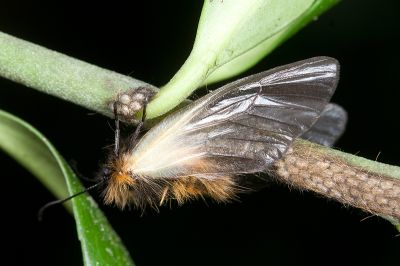 中國毛斑蛾 Pryeria sinica 雌蟲