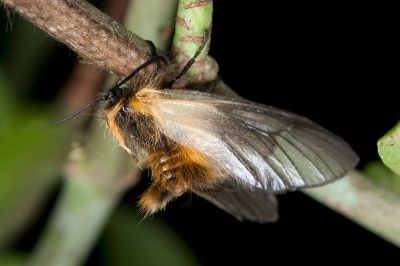 中國毛斑蛾 Pryeria sinica 雌蟲