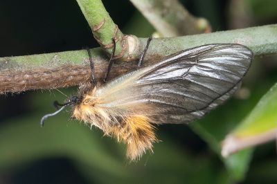 中國毛斑蛾 Pryeria sinica 雌蟲