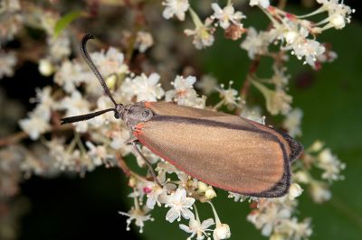 細緣杜鵑斑蛾 Rhodopsona marginata 雄蟲