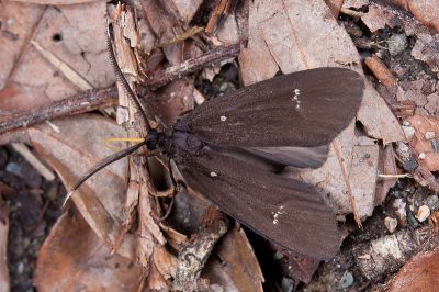 白紋黑斑蛾 Morionia sciara 雄蟲