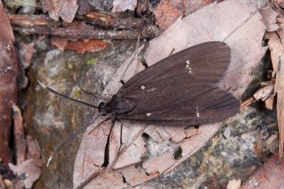 白紋黑斑蛾 Morionia sciara 雄蟲