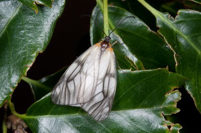 蓬萊薄翅斑蛾 Agalope formosana 雌蟲
