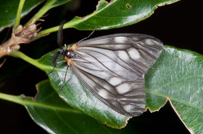 蓬萊薄翅斑蛾 Agalope formosana 雄蟲