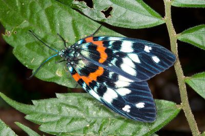 山龍眼螢斑蛾 Erasmia pulchella hobsoni 雌蟲