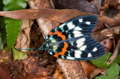 山龍眼螢斑蛾 Erasmia pulchella hobsoni 雌蟲