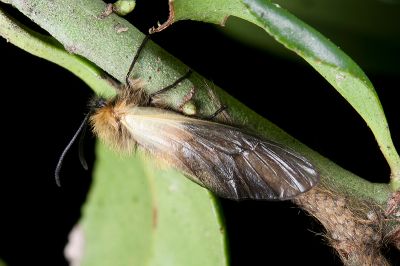 中國毛斑蛾 Pryeria sinica 雌蟲