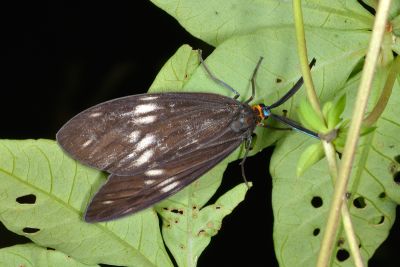 Chalcosia formosana contradicta 雄蟲