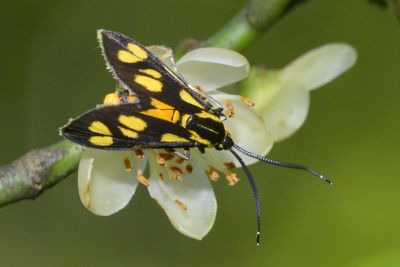 蓬萊禾斑蛾 Zeuxippa formosa 雌蟲