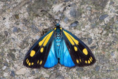 天藍狹翅螢斑蛾 Soritia azurea 雄蟲