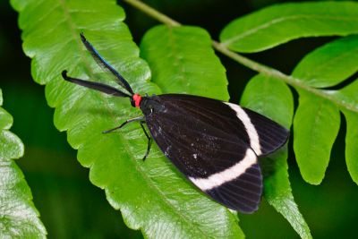 玉帶斑蛾 Pidorus atratus 性別不明