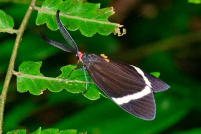 玉帶斑蛾 Pidorus atratus 性別不明