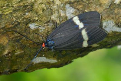 東亞新螢斑蛾 Neochalcosia remota 雌蟲
