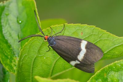 東亞新螢斑蛾 Neochalcosia remota 雄蟲