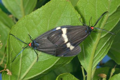 東亞新螢斑蛾 Neochalcosia remota 交尾中個體